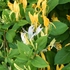 Kép 6/9 - A kúszó japán lonc közeli virágzata elbűvölő.
