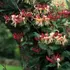 Kép 2/2 - A Lonicera japonica Red World virágzása.