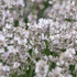 Kép 7/7 - A fehér levendula teljes virágzásban káprázatos.