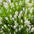 Kép 3/7 - A fehér levendula virágai méhcsalogatóak.
