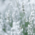 Kép 4/7 - A fehér levendula csodaszép hófehér virágzata.