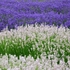 Kép 6/7 - A fehér és lila levendulából telepített levendulamező elképesztő látvány.