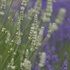 Kép 5/7 - Fehér és lila levendula összeültetése.