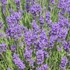 Kép 2/5 - A Lavandula x intermedia Grappenhall teljes virágzásban.