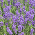 Kép 2/4 - A Lavandula x intermedia Grappenhall teljes virágzásban.
