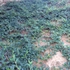 Kép 4/6 - Kúszó szőnyegmadárbirs beültetés utáni első évben.