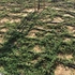 Kép 6/6 - Cotoneaster dammeri rézsüre ültetve.