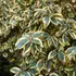 Kép 7/7 - Az örökzöld tarka levelű ezüstfa levelei.