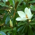 Kép 2/2 - Magnolia grandiflora fehér virága és bőrszerű levelei.