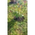 Kép 8/11 - Önállóan ültetve is látványos növény a korallberkenye.