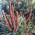 Kép 7/7 - Pinus densiflora Tanyosho Compacta közelről májusban.