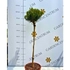 Kép 2/3 - Pinus nigra Merci 60 cm magas törzsön, telephelyünkön.