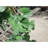 Kép 4/6 - A Ginko biloba zöld, kagyló formájú levele közelről.