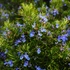 Kép 1/5 - A rozmaring kék virágai.