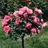 Kép 1/11 - A magastörzsű rózsa teljes virágzásban.