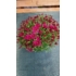 Kép 4/5 - Chrysanthemum - Gömb alakú krizantém