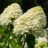 Kép 1/8 - Gyönyörű, fehér virágokat nevel a Silver dollar bugás hortenzia.