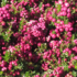 Kép 1/8 - A tűzföldi mirtuszhanga rózsaszín bogyótermése.