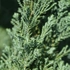 Kép 4/4 - Az oregoni hamisciprus levelei közelről is csillogóan ezüstösek.