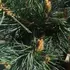 Kép 3/5 - A Pinus sylvestris Chantry Blue örökzöld tűlevelei és hajtásai közelről.