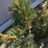 Kép 4/5 - Ezüstös fényű, elegáns lombozatú Pinus sylvestris Chantry Blue növények.