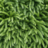 Kép 4/5 - A Cristata szugifenyő lombozata élénk színű és örökzöld.