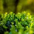 Kép 1/7 - Apró örökzöld levelekkel tömött Ilex crenata Green Glory hajtások. 