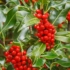 Kép 3/3 - Az Ilex aquifolium J.C van Tol piros bogyó termése ősszel.