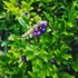 Kép 3/4 - A Lonicera pileata lila bogyós termései. 