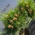 Kép 2/4 - Gömb koronájú Pinus nigra Marie Brégeon mini örökzöld növények. 