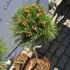 Kép 4/4 - Pinus nigra Marie Brégeon áprilisi állapota kertészetünkben.
