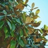 Kép 4/8 - Nagyméretű örökzöld magnólia levelei.