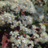 Kép 7/7 - A korallberkenye milliónyi bájos fehér virágzata csodásan beborítja a teljes növényt.