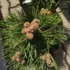 Kép 3/4 - Egészséges, életerős a Pinus nigra Nana a kertészetünkben.