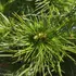 Kép 1/4 - Pinus sylvestris Xavery hosszú, örökzöld tűlevelei.