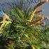 Kép 6/7 - Pinus densiflora Tanyosho Compacta ernyős japán erdeifenyő lombozata és rügyei közelről.