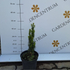 Kép 5/6 - Oszlopos tiszafa csemete májusban kertészeti telephelyünkön. 