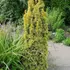 Kép 1/6 - Oszlopos sárga lombú tiszafa a kertben. 