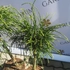 Kép 4/6 - A Thuja plicata Whipcord mini örökzöld a bojtszerű lombozatával minden kertet felüdít.