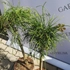 Kép 5/6 -  50 cm magas törzsre nevelt örökzöld Thuja plicata Whipcord növények áprilisi állapota.