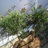 Kép 6/6 - Thuja plicata Whipcord magas törzsre nevelt fonalas tuja található kertészetünk kínálatában.