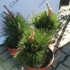Kép 3/4 - Sötétzöld tűlevelei vannak a kompakt termetű Pinus thunbergii Thunderhead fenyőnek.