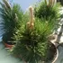 Kép 1/4 - Pinus thunbergii Thunderhead mini örökzöldek kompakt habitusa.