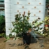 Kép 5/7 - A törpe korallberkenye dús ágrendszerű példánya a Gardencentrum.hu kertészeti telephelyén július közepén. 