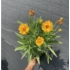 Kép 5/5 - Bokros, sárga virágú menyecskeszem.