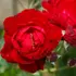 Kép 3/3 - A Rote The Fairy talajtakaró rózsa piros telt virága közelről.