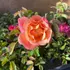 Kép 4/4 - Barack-rózsaszín talajtakaró rózsa virága.