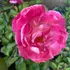 Kép 2/4 - Talajtakaró rózsa barack-rózsaszín virága.