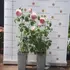 Kép 8/8 - The Queen rózsa fajta virágzása júliusban.