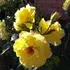Kép 1/5 - Sárga virágú talajtakaró rózsa.